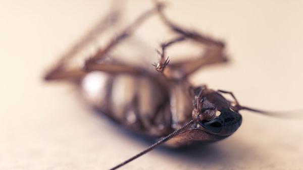 dezynsekcja karaluchów w warszawie