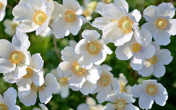 byliny kwitnące na biało wysokiej jakości